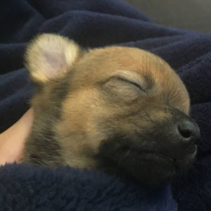 Meet your Posher, Zoe